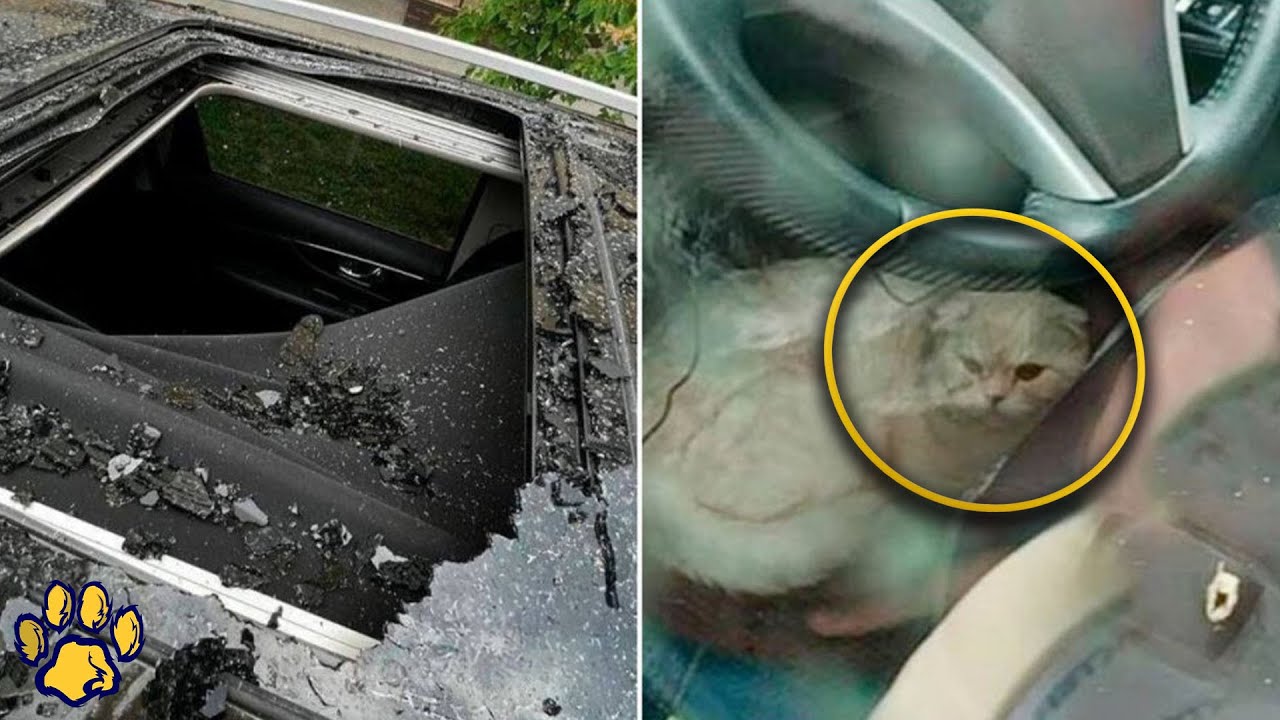 A Cat Fell from the 23rd Floor and Punched Through the Sunroof of a