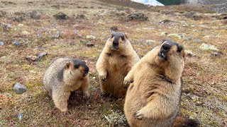 Feeding Cuteness on the Himalayas: Up Close and Personal with Adorable Marmots