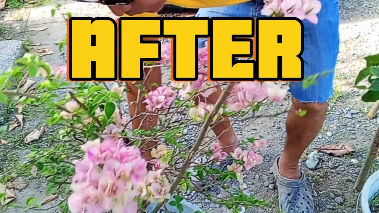 SUBUKAN MONG GAWIN SA BOUGAINVILLEA MO ANG GANDA NG RESULTA.