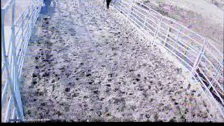 Foal Watch Live Cam - 01.22.26