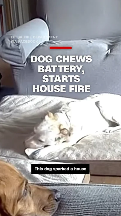 Dog chews battery, starts house fire