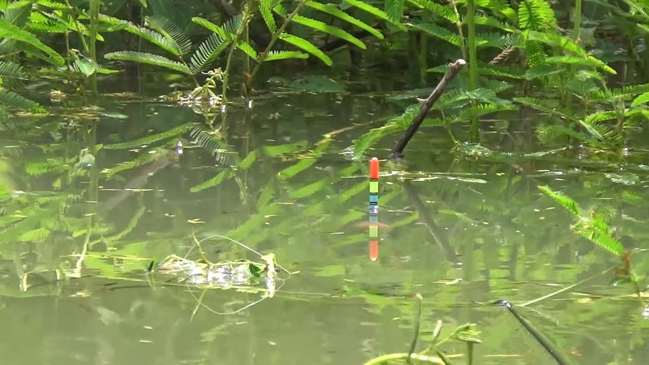 Spot mancing disepelekan, grobok WGM ikan makan di air dangkal #fishing #mancing #fish