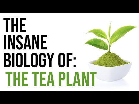 Video: Tea bush: description, features, varieties, cultivation and recommendations