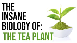 The Insane Biology and Cultivation of Tea | Masterclass on Tea (Chapter 2)