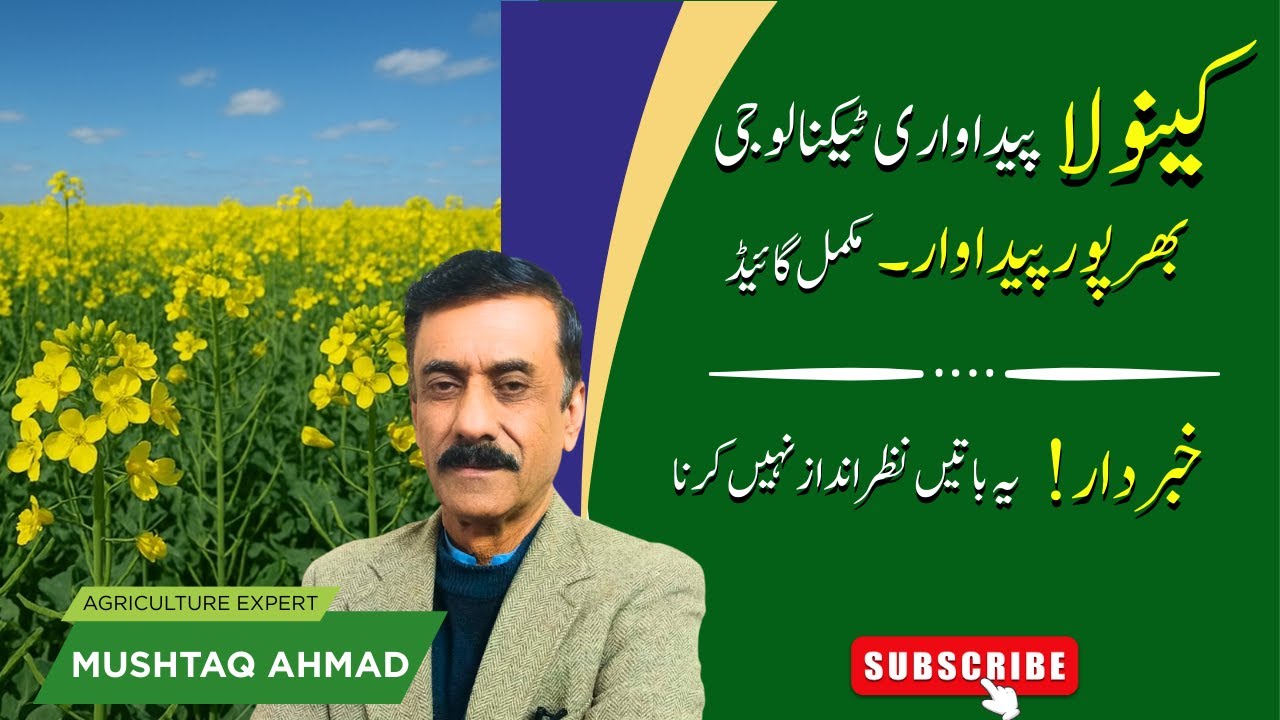 CANOLA CROP PRODUCTION TECHNOLOGY IN PAKISTAN | COMPLETE GUIDE FROM SOWING TO HARVESTING.