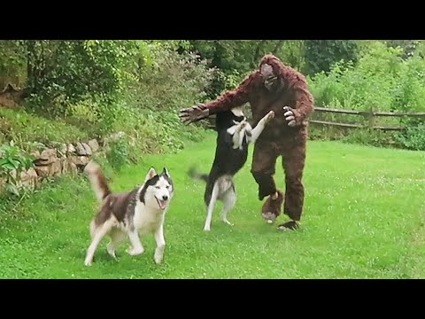 Huskies vs Bigfoot Prank - Funny Dogs