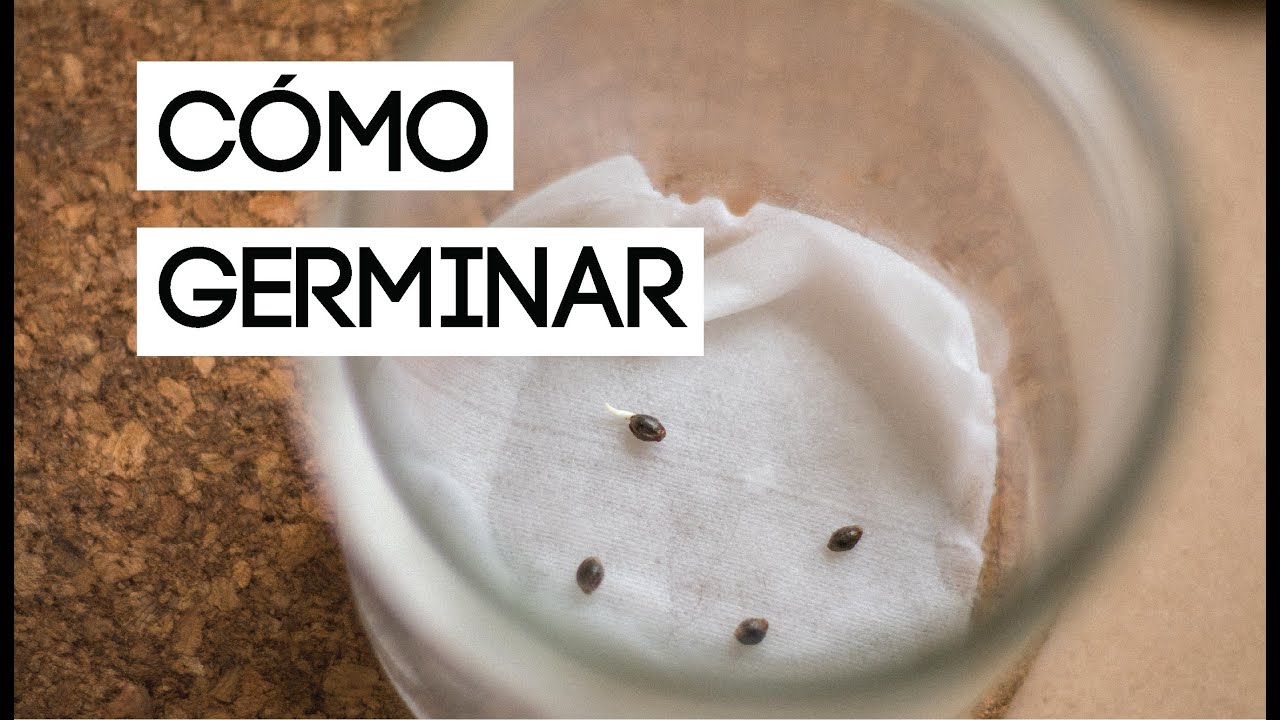 Técnicas de germinación para semillas de marihuana