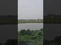 Lake in village  field and herons  #shortsfeed #shorts #hindi movie song#village#birds#village lake