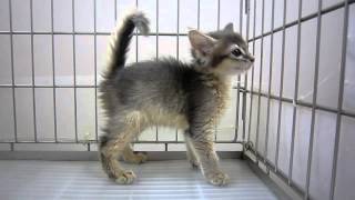ソマリ ブルー http://necoya.jp ブリーダー kazu dozu(カズドズ)キャッテリー