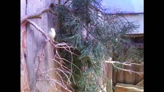 ×ÀÑÒÜ 8 - ÑÎÄÅÐÆÀÍÈÅ ÌÎËÎÄÛÕ ÊÀÍÀÐÅÅÊ, ÎÁÓ×ÅÍÈÅ ÏÅÍÈÞ Ð²Ð¸Ð´ÐµÐ¾: ×ÀÑÒÜ 8 - ÑÎÄÅÐÆÀÍÈÅ ÌÎËÎÄÛÕ ÊÀÍÀÐÅÅÊ, ÎÁÓ×ÅÍÈÅ ÏÅÍÈÞ