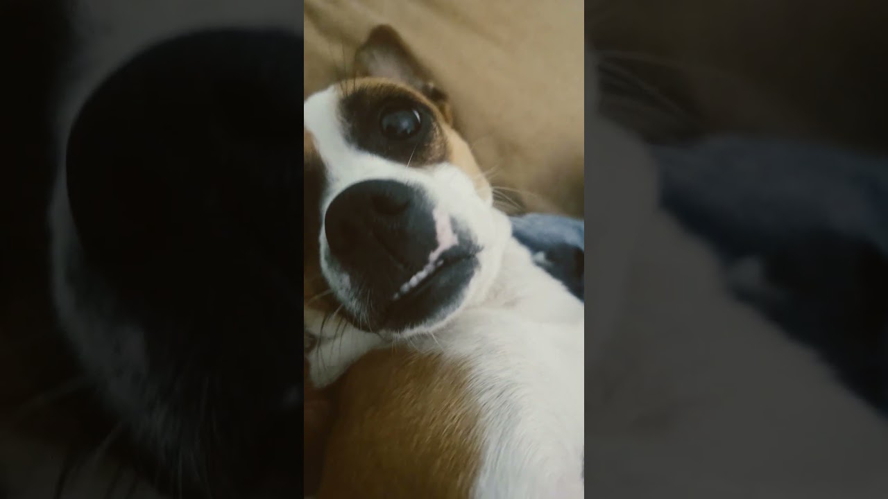 Lunayesca  took my bed.