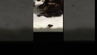 Baby Rabbit Snail