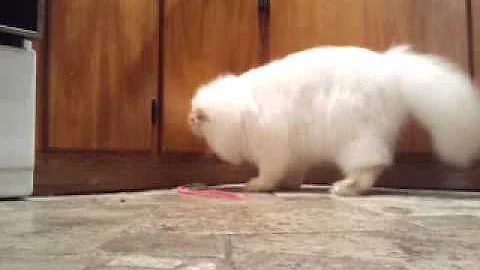 Video 4916601: flame point himalayan, himalayan male, cats cattery, love cattery, cat loves playing