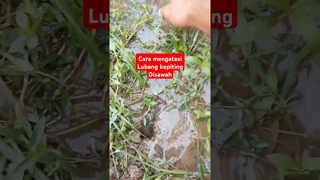 cara mengatasi lubang kepiting disawah 