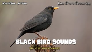 Mo Jordan.🍀 brings - Black Birds sounds 🪶✨#blackbird #nature