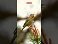 Tree Pipit This Is Why Hes Famous Nature Relaxingvideo Bird Birdcall Birdlover Treepipit Tree Pipit This Is Why Hes Famous Nature Relaxingvideo Bird Birdcall Birdlover Treepipit
