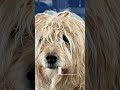 Slumber Pawties | Doggy BNB