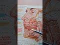 Sistemul Digestiv. #medicina #medicalstudent #medical