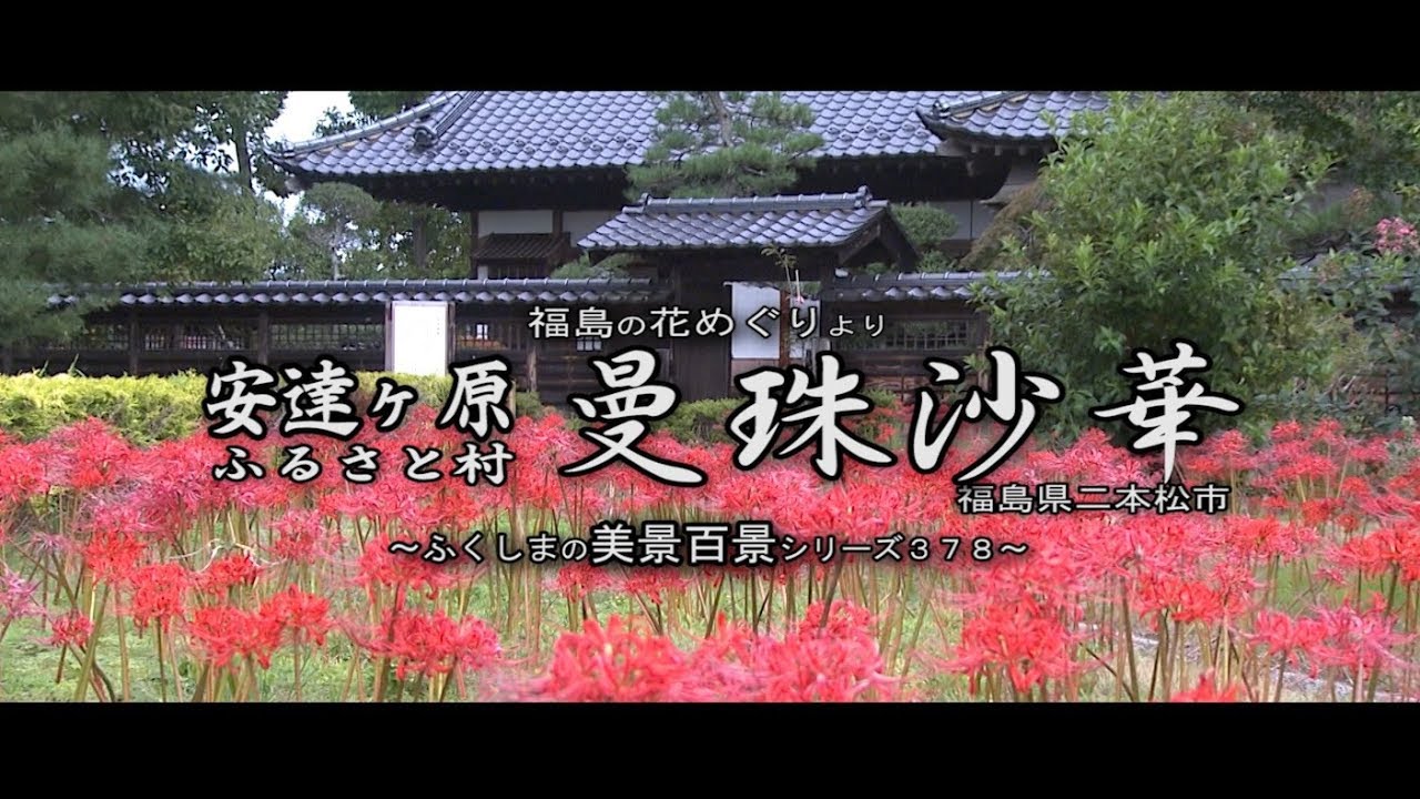 福島の花めぐりより 安達ヶ原ふるさと村 曼珠沙華 Youtube