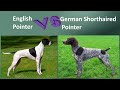 English Pointer VS German Shorthaired Pointer - Breed Comparison の動画、YouTube動画。