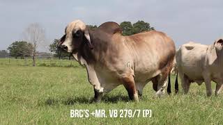 BRC’s +Mr  V8 279/7 - Smooth Polled Register of Renown Brahman Sire