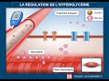 Tout savoir et comprendre sur la rgulation de la glycmie