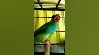 Download lagu Suara pancingan ekek keling jitu 2menit kek keling malas bunyi pasti lngsung nyaut