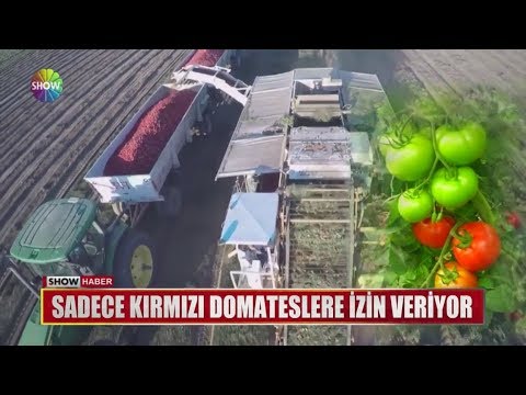 Sadece Kırmızı Domateslere Izin Veriyor