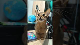 #abyssiniancat #cat