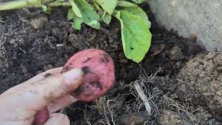 Grow bag potato harvest. #gardening