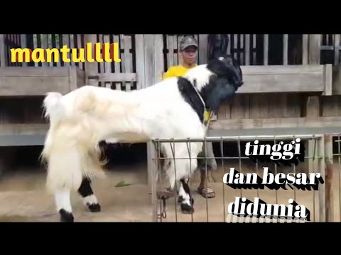 Rajanya Kambing Etawa Kambing Etawa Super Tinggi Dan Besar Didunia Youtube Rajanya Kambing Etawa Kambing Etawa Super Tinggi Dan Besar Didunia Youtube