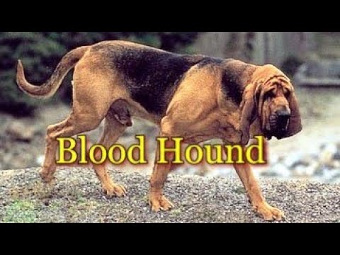 Video: Bloodhound Dog Breed Allergivänliga, Hälsa Och Livslängd