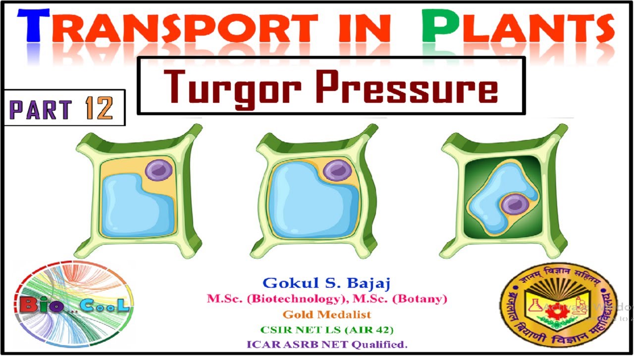 Transport in Plants Part 12 "Turgor Pressure" YouTube