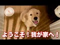 【お迎え初日】我が家に念願のゴールデンレトリバーの子犬が到着した日!ようこそ我が家へ!初日からフルスロットル!?
