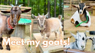 All of my goats personalities |meet all of my goats| by The Little Farm 40 views 3 weeks ago 7 minutes, 5 seconds