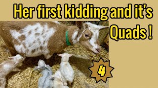 Goat giving birth to quads / Baby goats