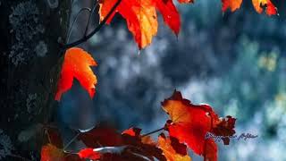 Sebatas Mengagumi - Arpas Band [Lyrics]