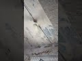 #shortvideo #trending #funny #video #funny #smartphone #india