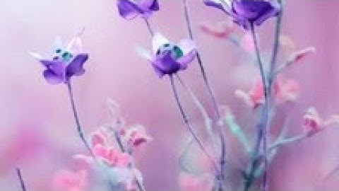 سورة غافر مكتوبة من (٤٢ إلى ٤٩) بصوت أيمن السويد 🌼🍃🌼