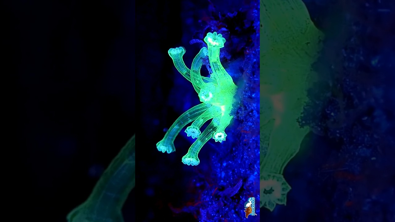 Fluorescent Dive Bali 