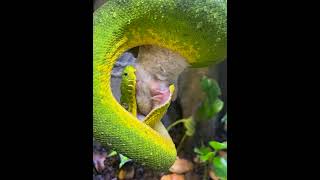 Giant Python Slowly Eats Rat!  #Snake