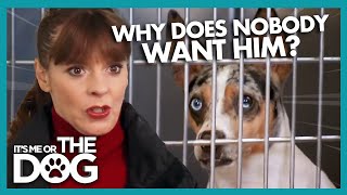 Why Does Nobody Wanna Adopt this Dog? | It's Me or The Dog