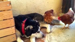 MI PERRO Y MIS GALLINAS