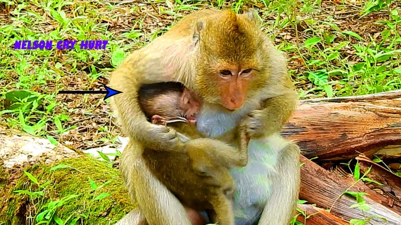 Baby Nelson Cry Hurt, Mom Nova Feel Angry With Baby, Bite Her Baby