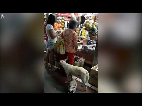 Lady walks round market with pet dog and duck