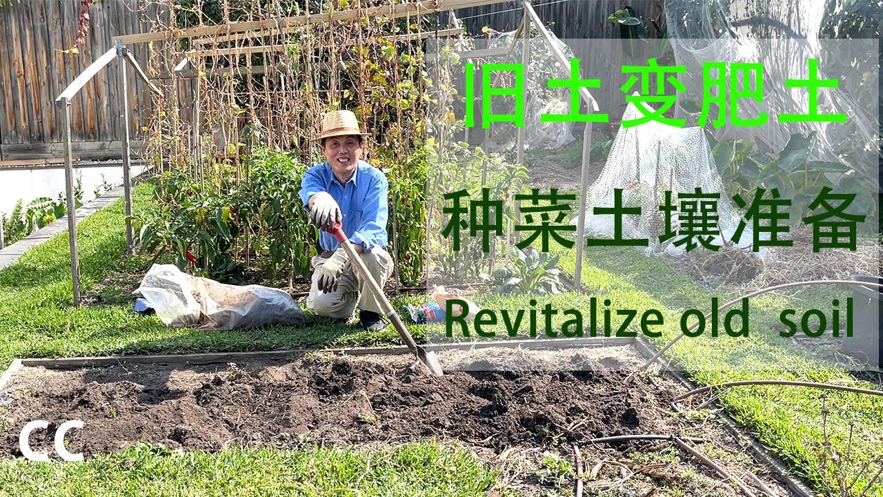 手把手教旧土变新土improve Soil 简单如何提高土壤肥力 改良方法的3个过程1 用天然法土壤消毒杀菌 杀死土壤中的有害虫 卵 2 添加腐熟的鸡粪3 添加盆栽土和厨余 让旧土变肥土变营养土