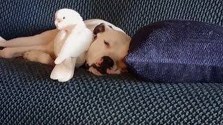 The Pitbull And The Parrot Again Lilly Is Hugging Saffy Again