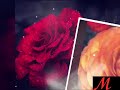حالة وتساب صور ورد ملونة جميلة مع أغنية يا روح الروح مبعدك روح