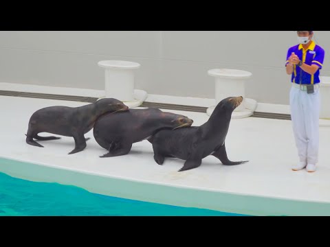 みんなで行進 鴨川シーワールドアシカパフォーマンス Sea Lion Performance 6 27 4k30p Youtube
