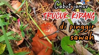 Cabut jamur trucuk kidang di pinggir sawah #jamur #jamurbarat #jamurtrucuk #mbolang #blusukan 